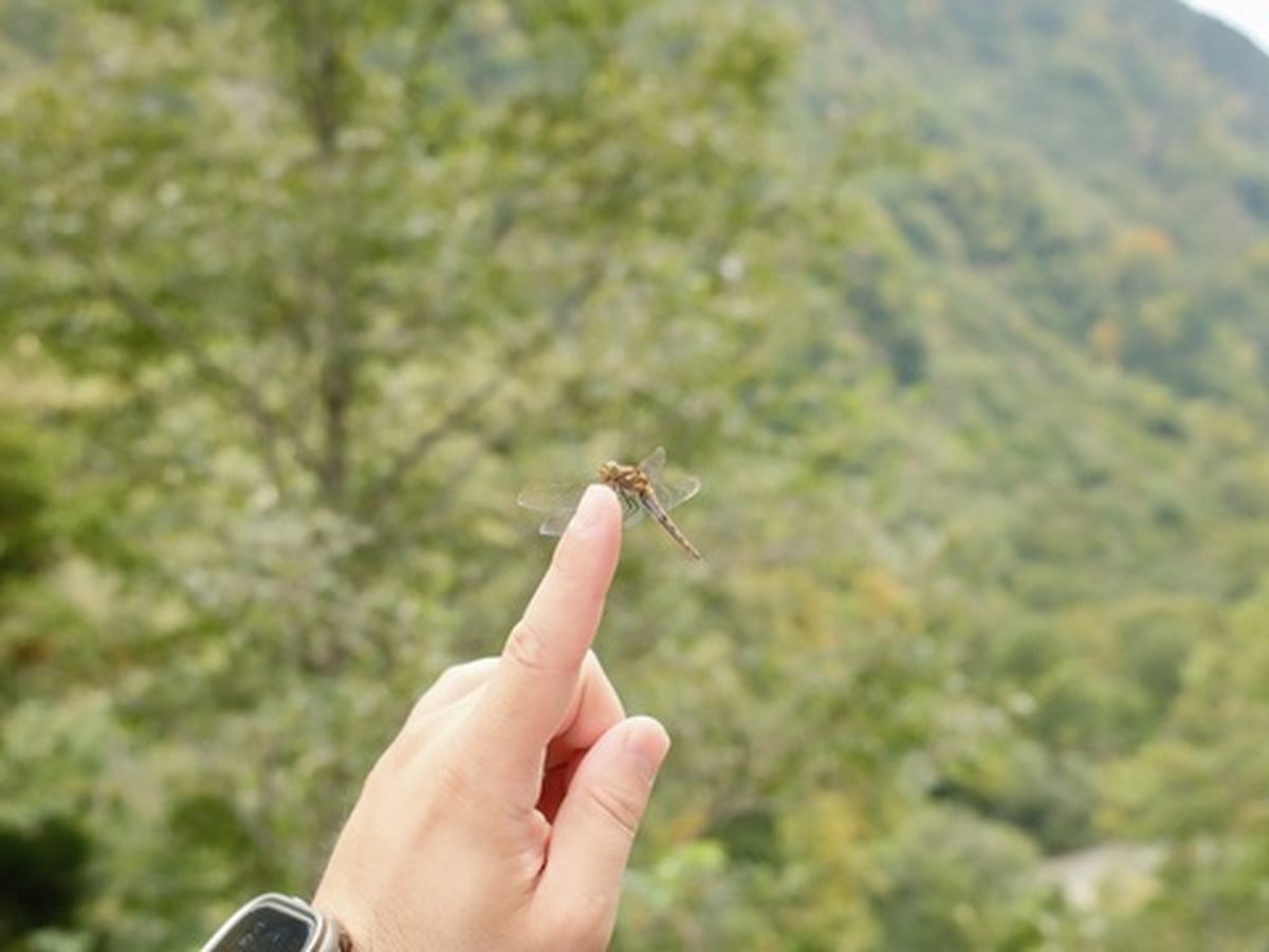 称名平のトンボ