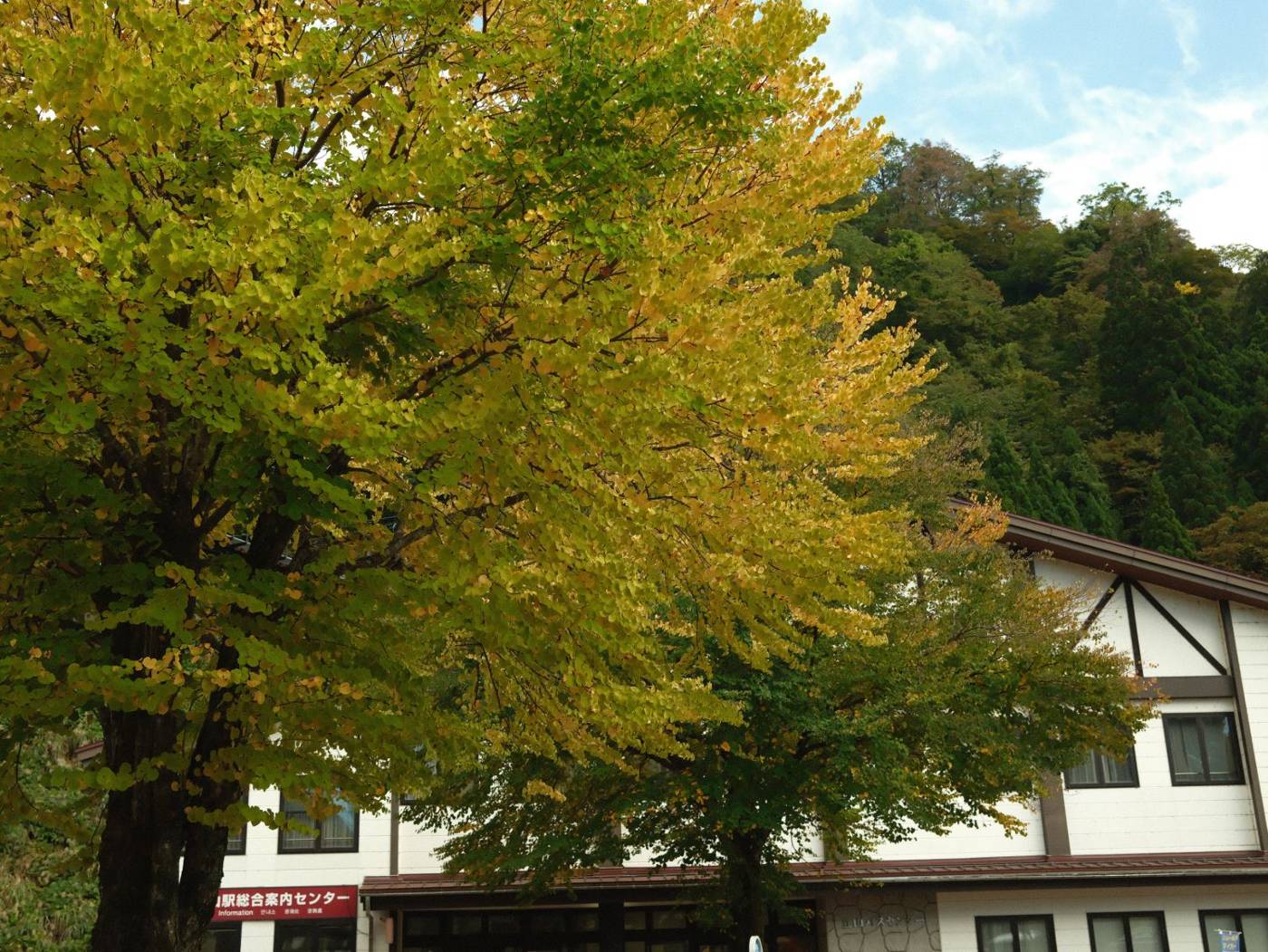 立山駅前のイチョウ