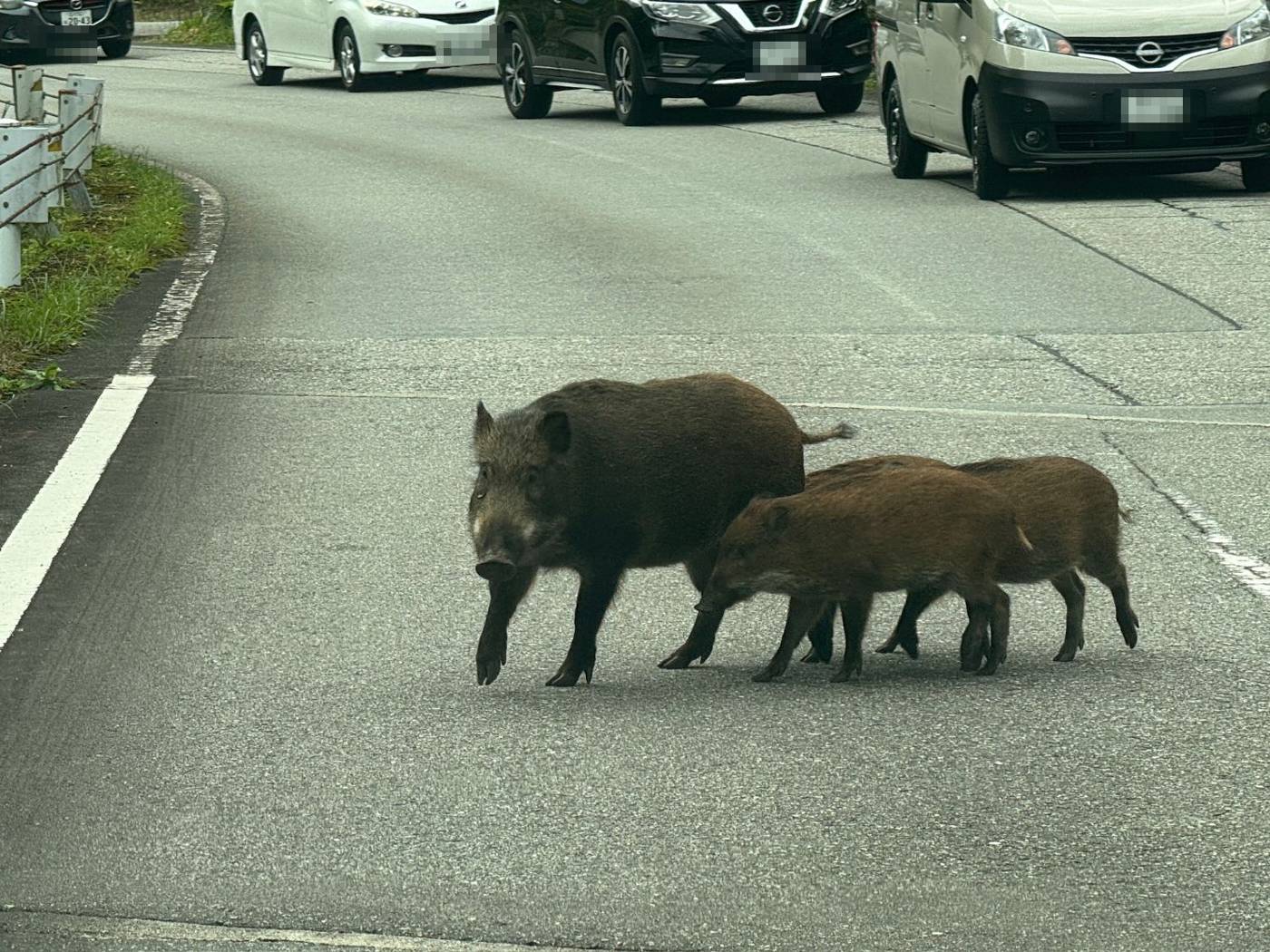 立山町の道路を渡るイノシシの親子
