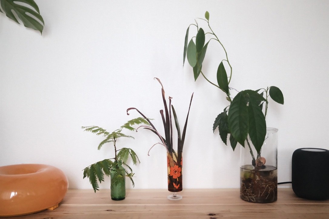 水に挿した植物とガラスの花瓶が並ぶ棚