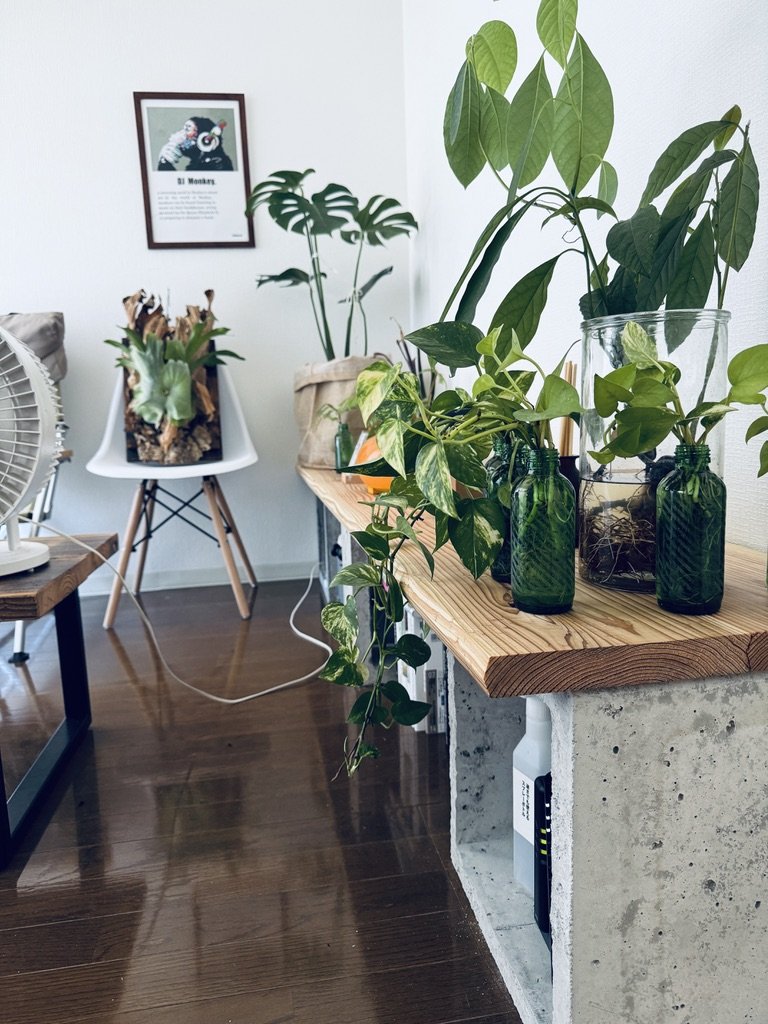 コンクリートブロックと木の板の棚に並ぶ観葉植物